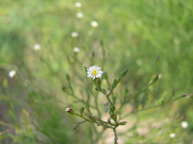 Symphyotrichum squamatum